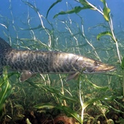 Muskellunge