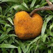 Chaplaish (Artocarpus Chama)