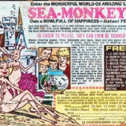 Owned Sea Monkeys