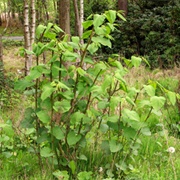 Japanese Knotweed (Root)