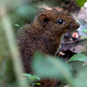 Island Mouse