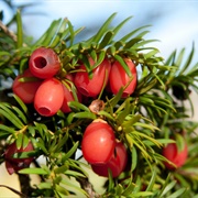 Common Yew (Taxus Baccata)