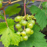 Muscat of Alexandria