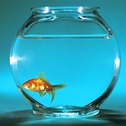 Forgetful Goldfish