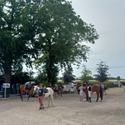 Stoeterij Mivaro BVBA, Dilbeek