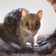 Quoll