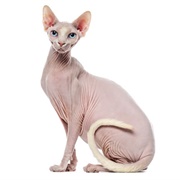 Pet a Sphynx Cat
