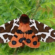 Tiger Moth