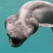 Frilled Shark