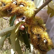 Ozark Chinkapin (Castanea Ozarkensis)