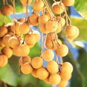 Longan
