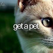 Get a Pet