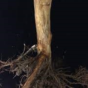 Phytophthora Root Rot