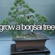 Grow a Bonsai Tree