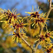 Witch Hazel Plant