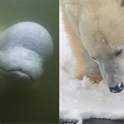 Churchill (Polar Bears/Beluga)