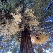 Albino Redwood