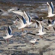 A Screech of Gulls