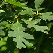 White Oak Leaves