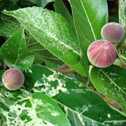 Mosaic Fig (Ficus Aspera)