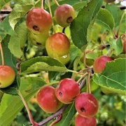 Manchurian Crab Apple (Malus Mandshurica)