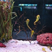 Have a Pet Seahorse