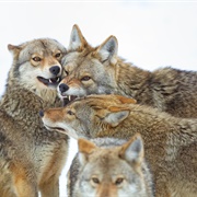 A Band of Coyote