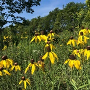 Goode Prairie State Nature Preserve