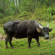 Tamaraw