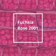 Pantone Color of the Year 2001: Fuchsia Rose