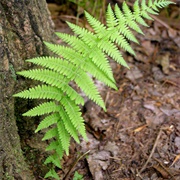 Fern