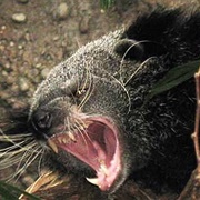 Binturong