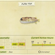 Puffer Fish