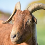 Goat
