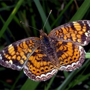 Pearl Crescent