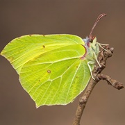 Brimstone