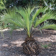 Dwarf Yatay Palm (Butia Paraguayensis)