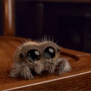 Lucas Spider