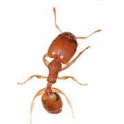 Big-Headed Ant