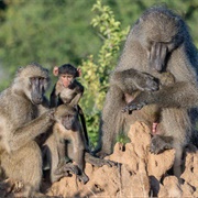 A Rumpus of Baboons