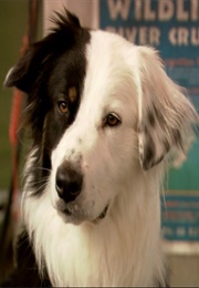 Rogue (Kevin) (2007)