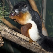 Asian Tri-Colored Squirrel