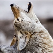 Coyote