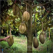 Durian (37.7G)