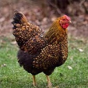 Golden Laced Wyandotte