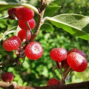 Japanese Silverberry (Elaeagnus Umbellata)