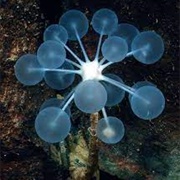 Ping-Pong Tree Sponge