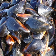 Mediterranean Mussel