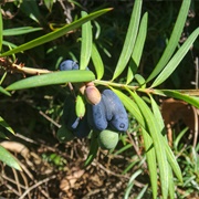 Dwarf Plum Pine (Podocarpus Spinulosus)