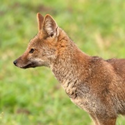 Hoary Fox